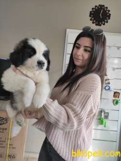 ST BERNARD BETHOVEN BEBEKLER AŞILI KARNELİ TESLİM 5