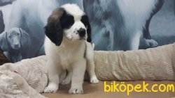 ST BERNARD YAVRULARI 3