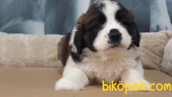 ST BERNARD YAVRULARI 2