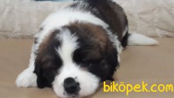 ST BERNARD YAVRULARI 1