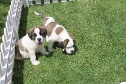 St Bernard / YAVRULARI SATILIK 3