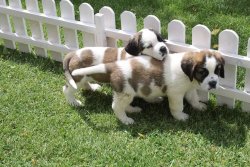St Bernard / YAVRULARI SATILIK 1