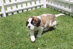 St Bernard / YAVRULARI SATILIK 2