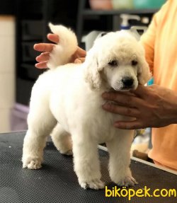 Standart (Dev) Poodle En Büyük Boy Türkiyede Tek 2