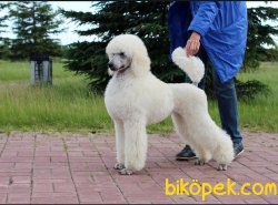 Standart (Dev) Poodle En Büyük Boy Türkiyede Tek 3