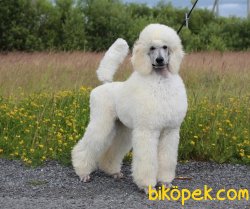 Standart (Dev) Poodle En Büyük Boy Türkiyede Tek 1