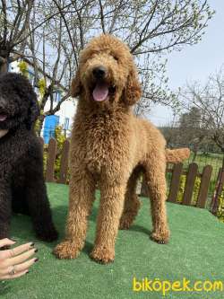 Standart Dev Poodle Yavrularımız 55-65 Cm 2