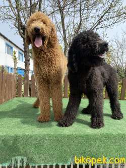 Standart Dev Poodle Yavrularımız 55-65 Cm 1