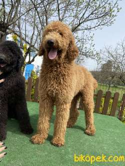 Standart Dev Poodle Yavrularımız 55-65 Cm 3