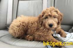 Standart Dev Poodle Yavrularımız Orjinal Secereli Anne Baba 2