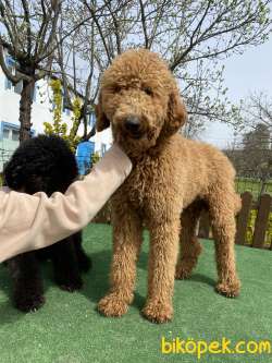 Standart Dev Poodle Yavrularımız Orjinal Secereli Anne Baba 5