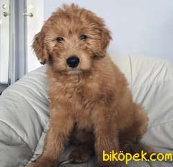 Standart Dev Poodle Yavrularımız Orjinal Secereli Anne Baba 3