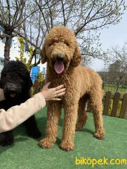 Standart Dev Poodle Yavrularımız Orjinal Secereli Anne Baba 1