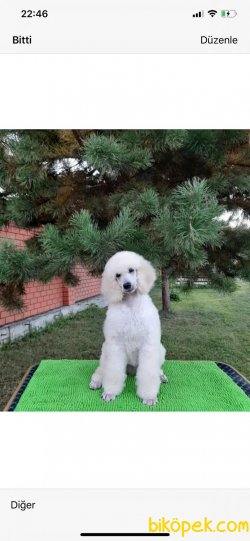 STANDART(GIANT)POODLE YAVRULARIMIZ 1