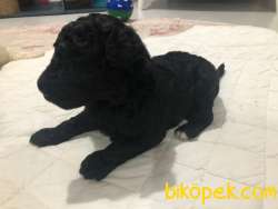Standart Poodle Bebekler (kıf Kayıtlı-secereli) 3