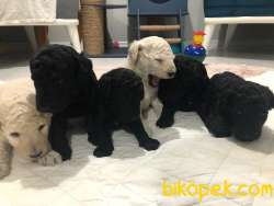 Standart Poodle Bebekler (kıf Kayıtlı-secereli) 1
