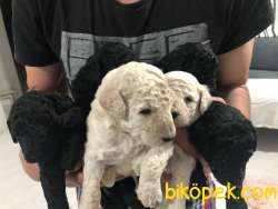Standart Poodle Bebekler (kıf Kayıtlı-secereli) 5