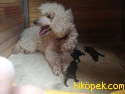 Standart Poodle Bebekler (kıf Kayıtlı-secereli) 2