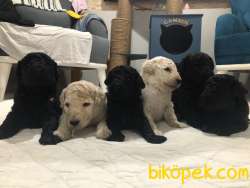 Standart Poodle Bebekler (kıf Kayıtlı-secereli) 4