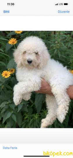 Standart Poodle Dev Yavrular Anne Baba 65 Cm 1