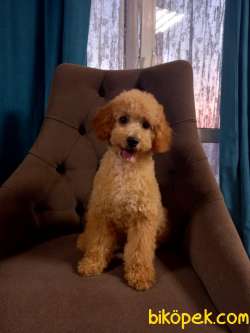 Standart Poodle Dev Yavrular Anne Baba 65 Cm 3
