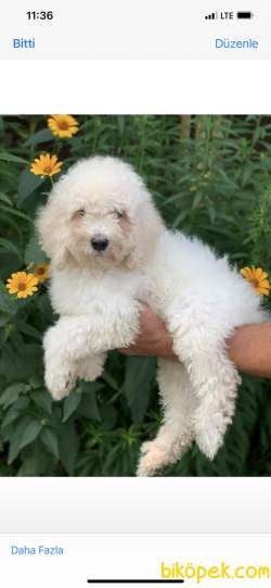 Standart Poodle Dev Yavrular Anne Baba 65 Cm 2