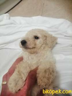 Standart Poodle (FCI-KIF Kayıtlı-secereli) 5