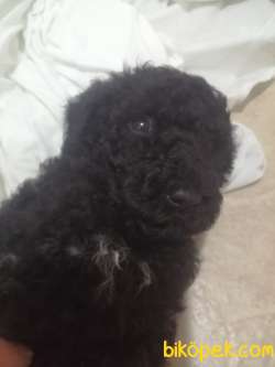 Standart Poodle (FCI-KIF Kayıtlı-secereli) 2