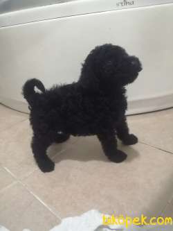 Standart Poodle (FCI-KIF Kayıtlı-secereli) 3