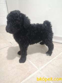 Standart Poodle (FCI-KIF Kayıtlı-secereli) 4