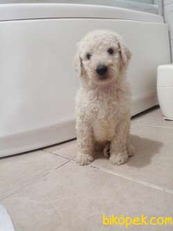 Standart Poodle (FCI-KIF Kayıtlı-secereli) 1