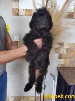 Standart Poodle (FCI-KIF Kayıtlı-secereli) 5