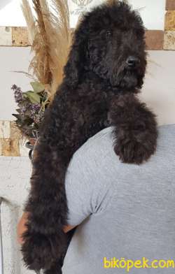 Standart Poodle (FCI-KIF Kayıtlı-secereli) 2