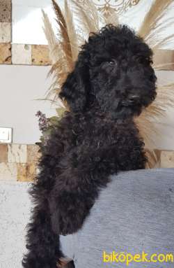 Standart Poodle (FCI-KIF Kayıtlı-secereli) 3