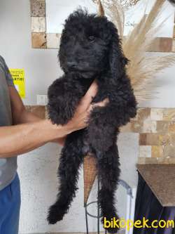 Standart Poodle (FCI-KIF Kayıtlı-secereli) 4