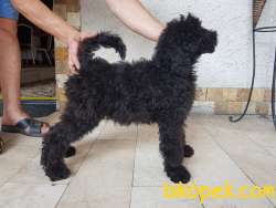 Standart Poodle (FCI-KIF Kayıtlı-secereli) 1