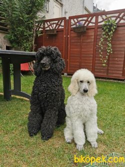 Standart Poodle Fci Secereli Türkiyenin Tek Yavruları 1