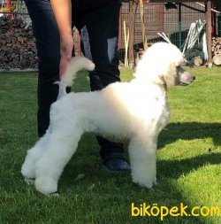 Standart Poodle Fci Secereli Türkiyenin Tek Yavruları 4