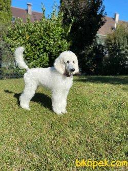 Standart Poodle Fci Secereli Türkiyenin Tek Yavruları 2