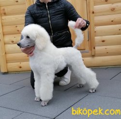 Standart Poodle Fci Secereli Türkiyenin Tek Yavruları 3