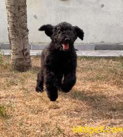 STANDART POODLE OĞLUMUZ 1