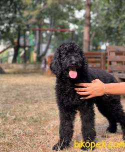 STANDART POODLE OĞLUMUZ 2