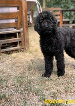STANDART POODLE OĞLUMUZ 3