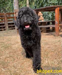 STANDART POODLE OĞLUMUZ 4