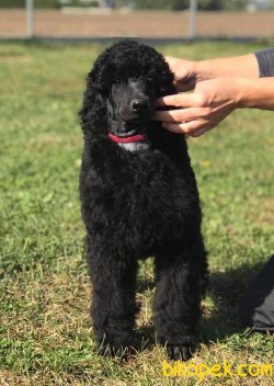STANDART POODLE SECERELİ ORJİNAL DEVPOODLE 1