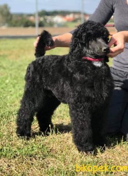 STANDART POODLE SECERELİ ORJİNAL DEVPOODLE 3