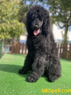 STANDART POODLE TÜRKİYEDE TEK 2