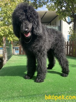 STANDART POODLE TÜRKİYEDE TEK 3