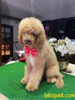STANDART POODLE  VE DOODLE YAVRULARIMIZ 1
