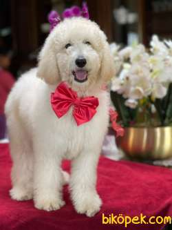 STANDART POODLE  VE DOODLE YAVRULARIMIZ 4